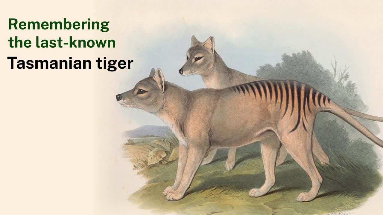 Lessons in Extinction: Memories of the last Tasmanian tiger