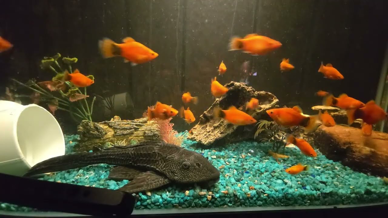 #Quiet #SleepStream #Fish #FishStream to #HelpYouSleep #Insomnia 02.23.2026