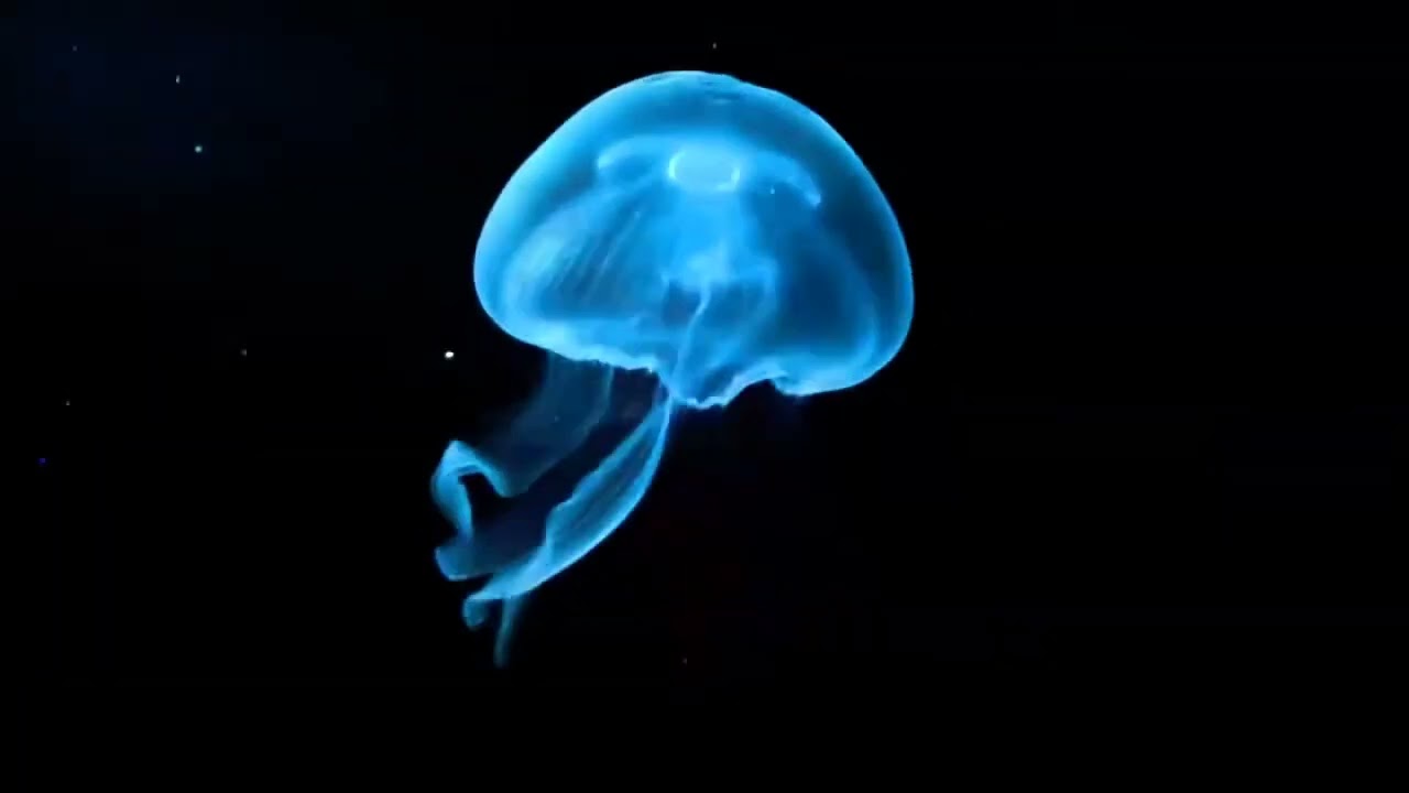 Hologram Video Large 180 high resolution FLOVERSE world