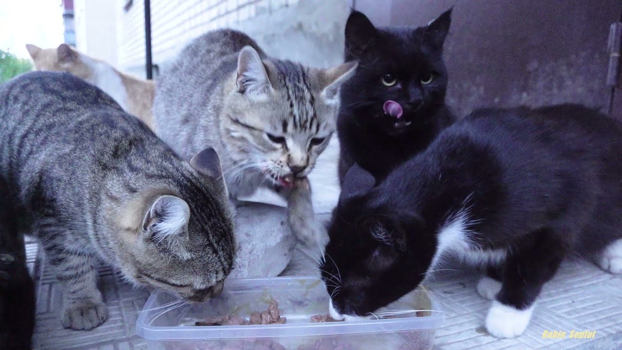 bagira cat and her family