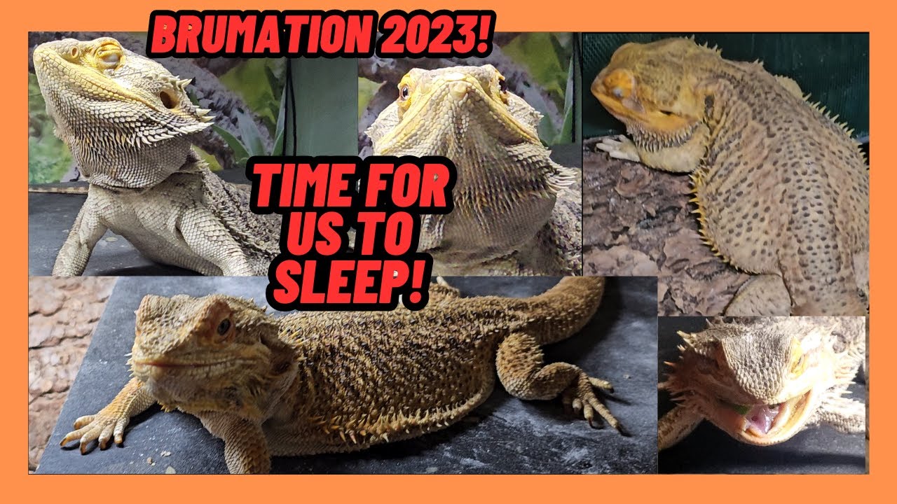 BEARDED DRAGON BRUMATION 2023! GOODBYE FOR MONTHS GUYS! LIZARD SLEEPY TIME!