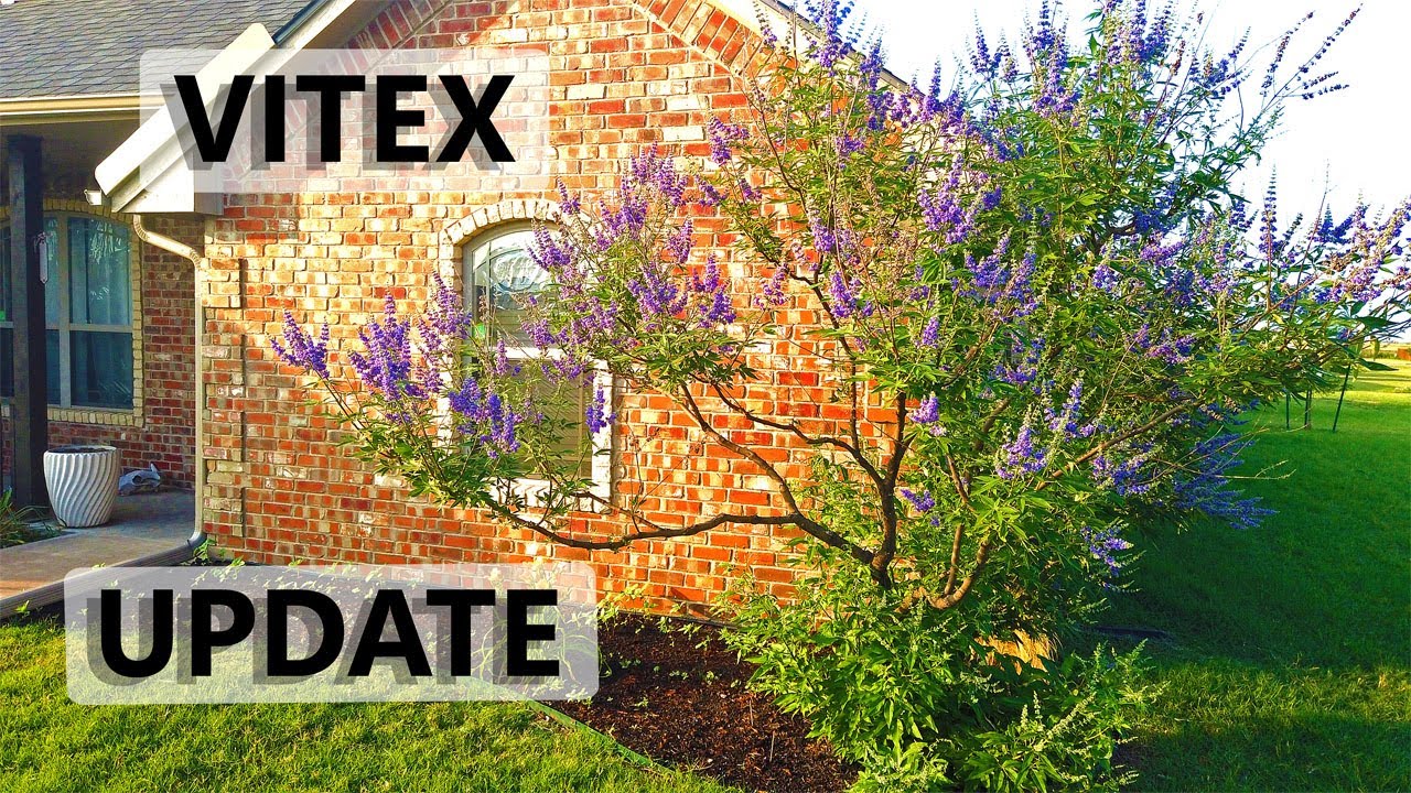 Vitex Tree Pruning Update 2021