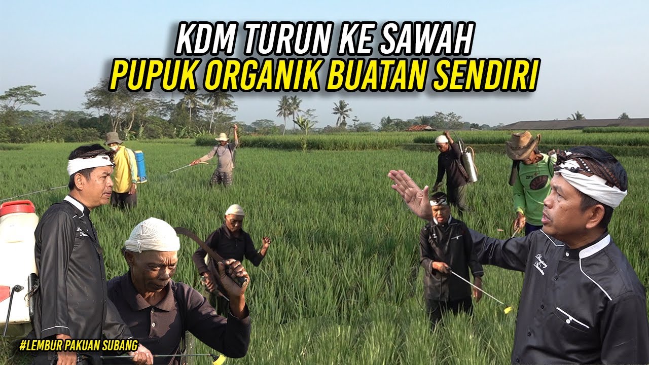 SAAT KDM TURUN KE SAWAH IKUT PENYEMPROTAN CAIRAN ORGANIK BUATAN SENDIRI