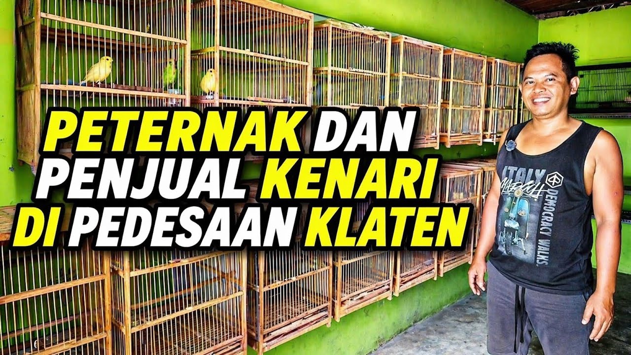 PETERNAK dan PENJUAL KENARI‼️Di pedesaan KLATEN....