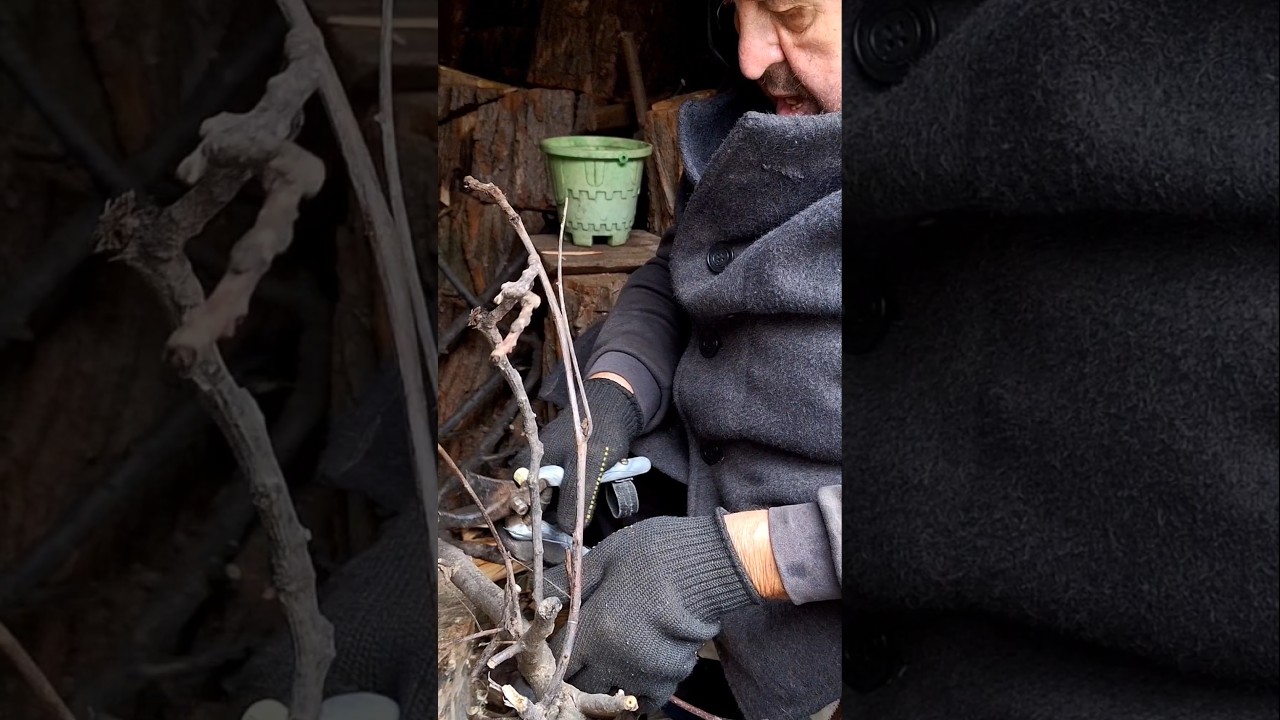 Preparing Small Firewood with Pruning Shears | Cutting Dry Twigs