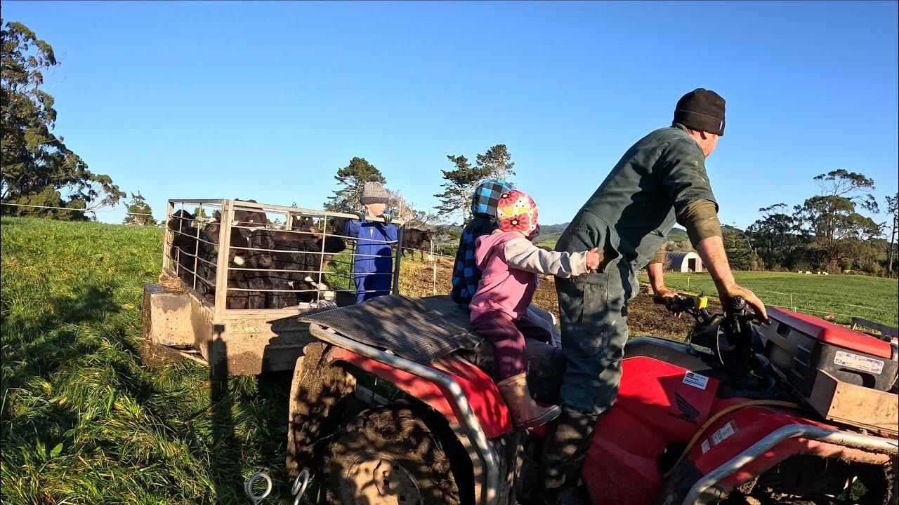 Calving is well underway, big day on the farm