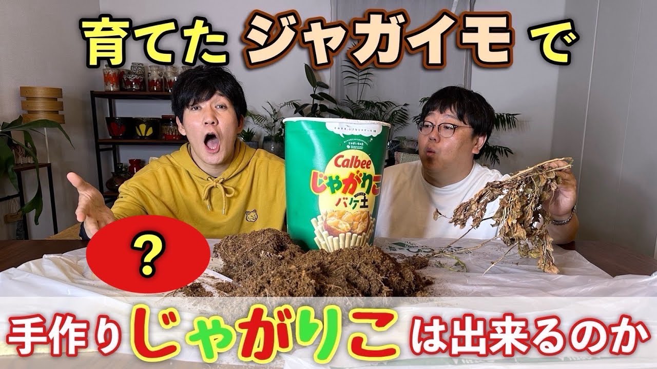 育てたジャガイモで手作りじゃがりこは出来るのか