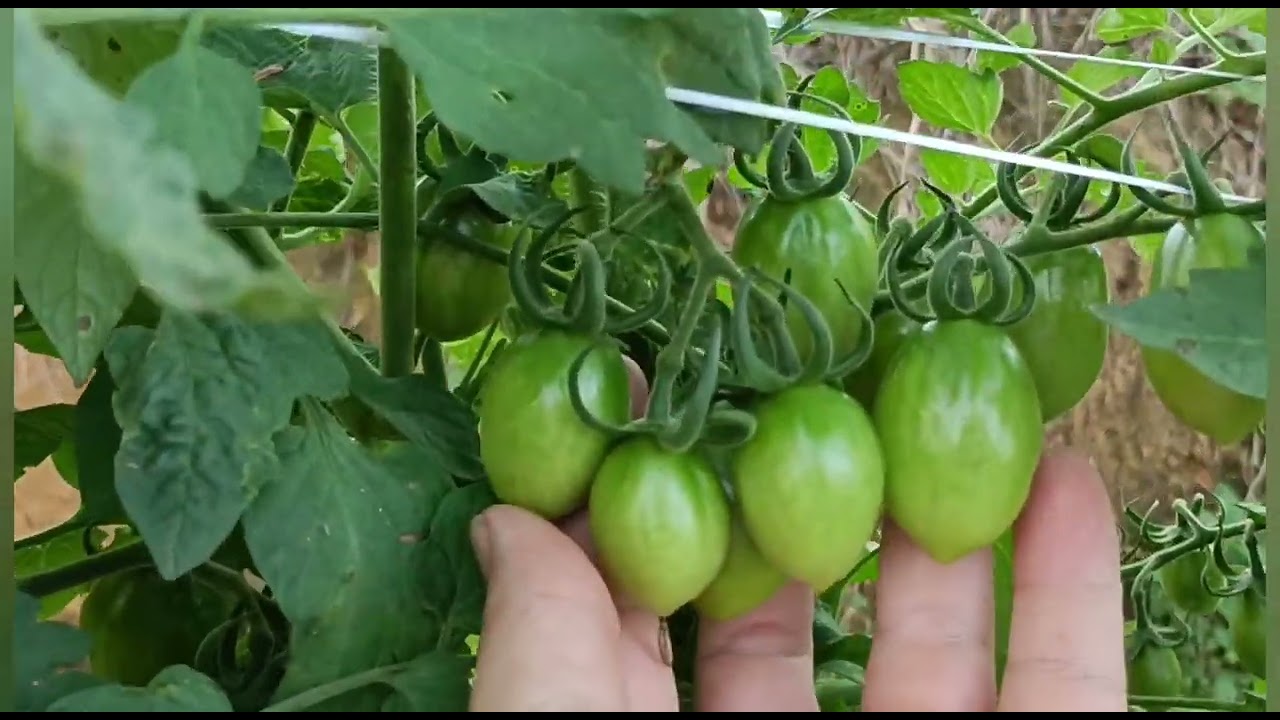 🚨Como plantar tomate na Hidroponia? qual solução nutritiva do tomate? 🍅🍅🍅🍅