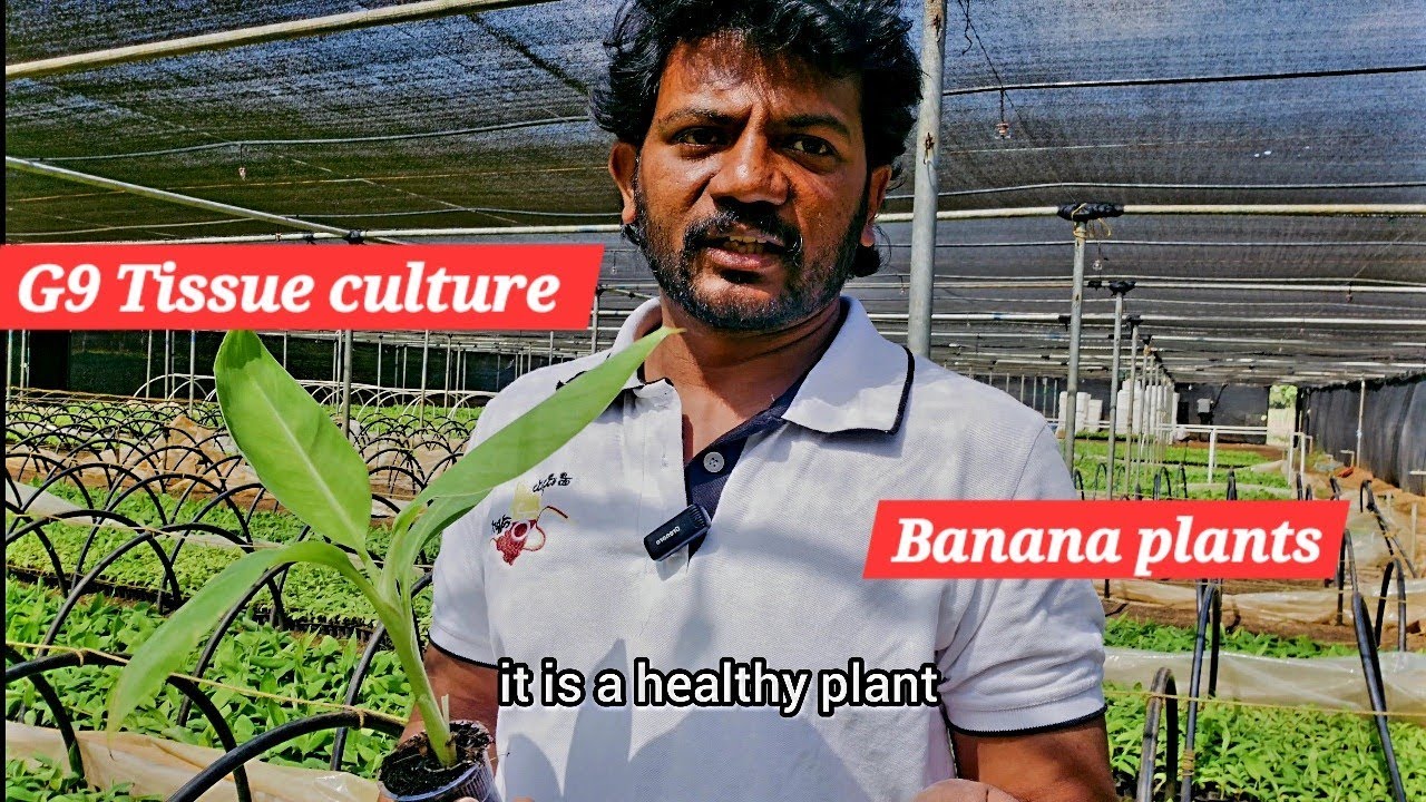 High yield variety banana plants || Grand naine (G 9) Tissue cultute banana plants || Arunvenkataraj
