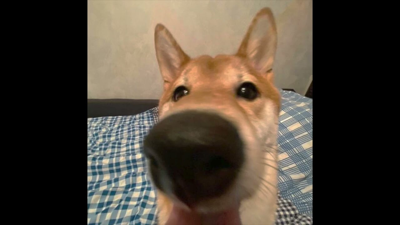 (free) beabadoobee bossa nova type beat never again