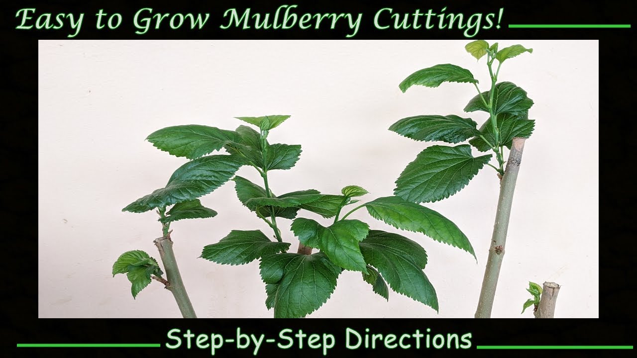 How to Grow Mulberry Cuttings: Step-by-Step Directions