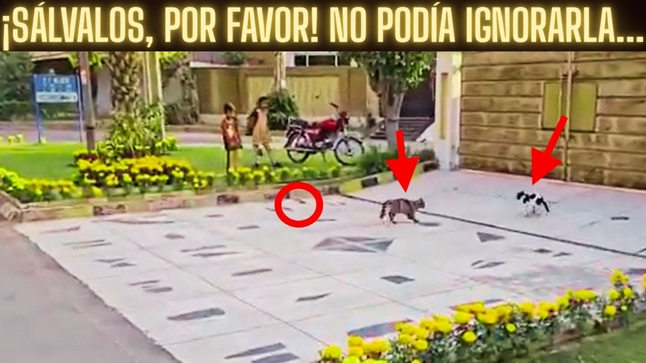 Un gato callejero saltó sobre mi coche y me suplicó que salvara a sus gatitos