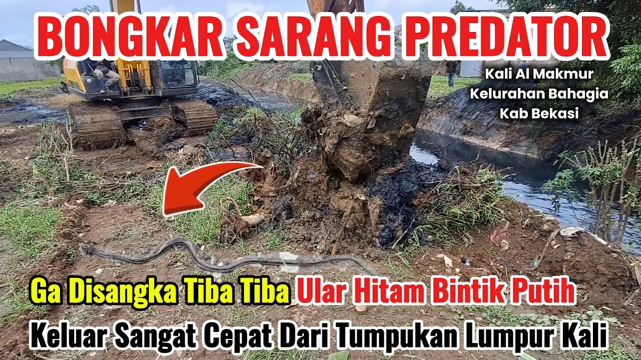 Kaget‼️ Ular Hitam Berbintik Tiba-Tiba Keluar dari Bucket Excavator Saat Keruk Kali