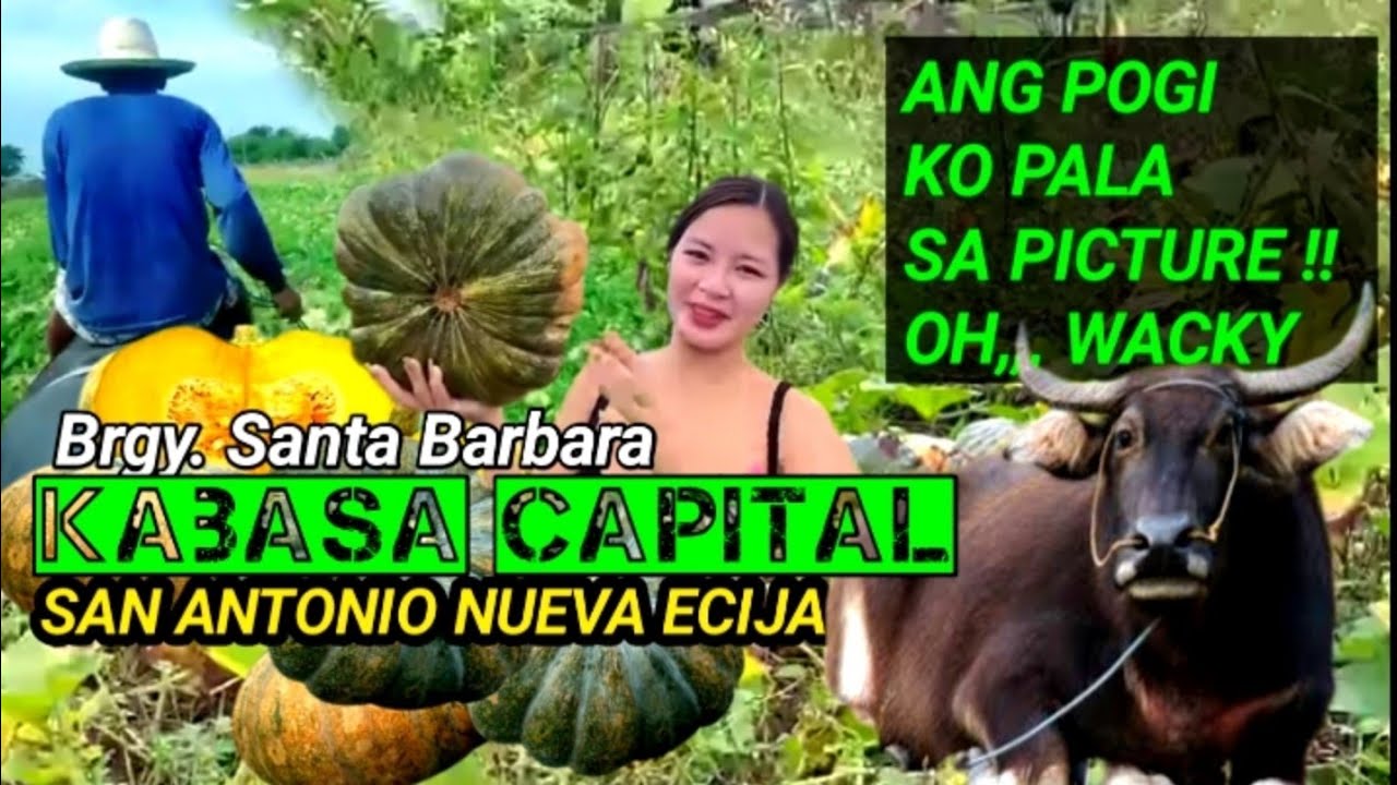 The Rise & Fall of Calabasa Capital Of San Antonio Nueva #buhayprobinsya #calabasacapital #calabasa