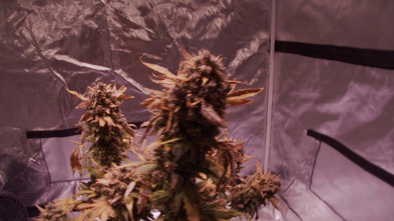 00 Seeds Do-Si-Dos Cookies - Harvest Day 82