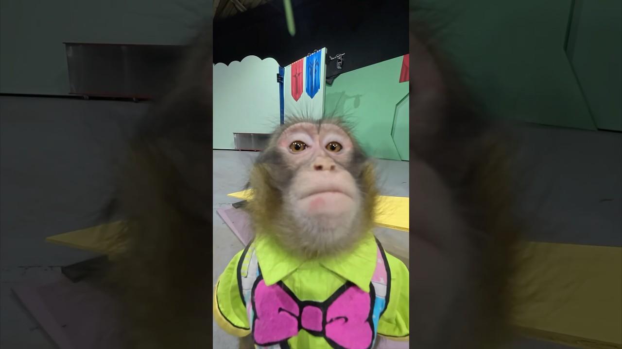 猿の究極芸！MONKEY MIRACLE JUMP!!!!