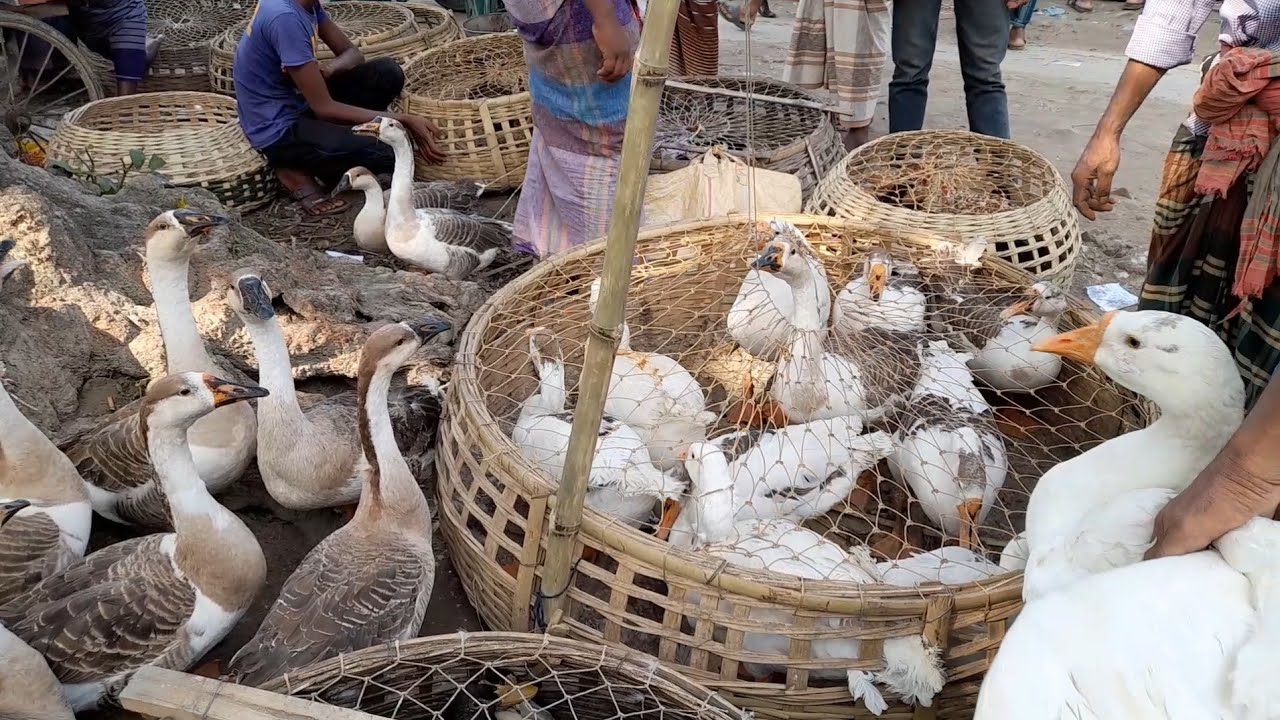 কুষ্টিয়া মিরপুর হাটে হাঁস, মুরগী, কবুতর, গরু, ছাগল আরও কি কি পাওয়া যায় | গ্রামীণ হাট বাজার