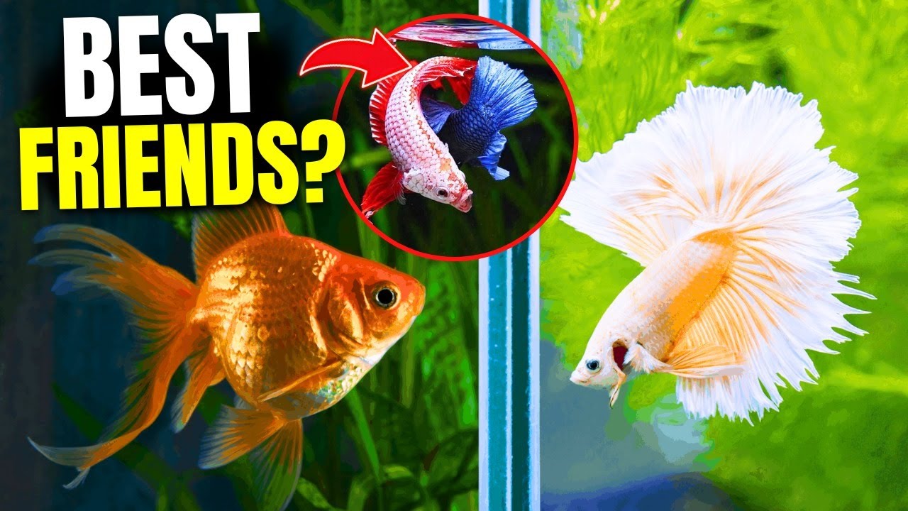 Can Bettas And Goldfish Live Together? 5 Reasons You Shouldn't
