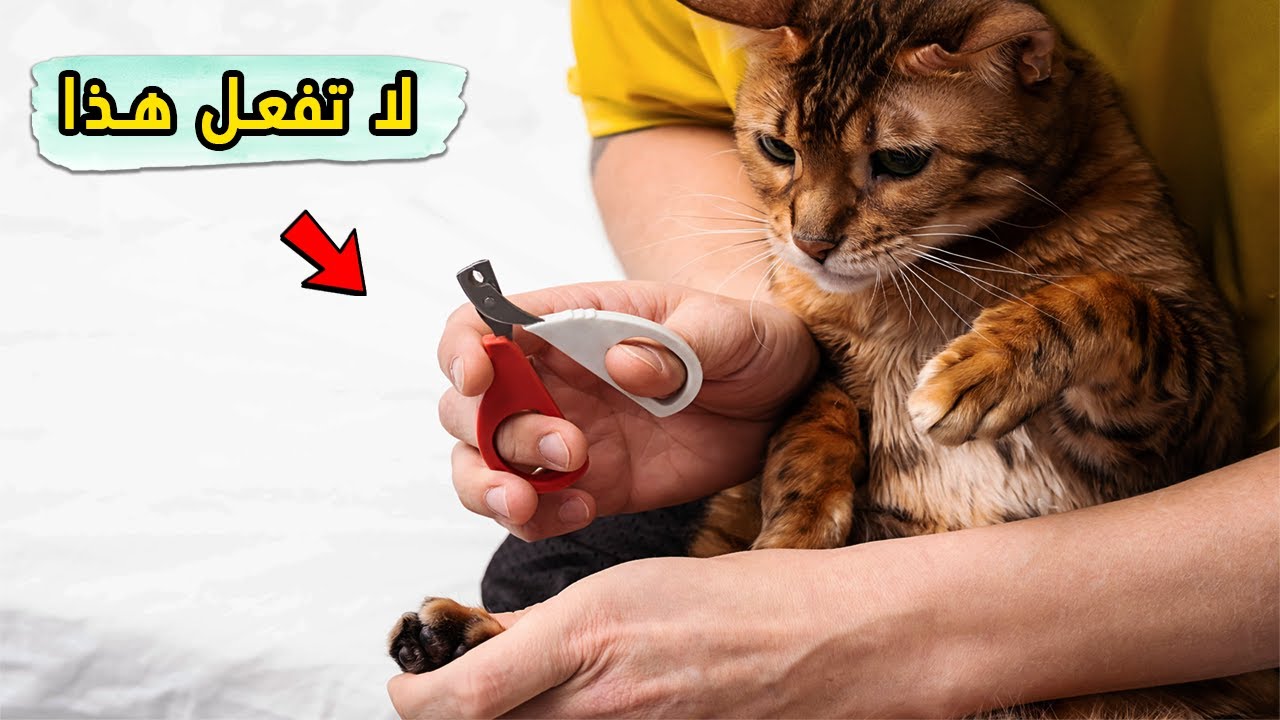 6 أشياء تسهل عملية قص أظافر القطط