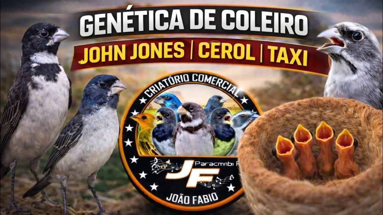 AS 3 MELHORES GENÉTICAS DE COLEIRO DO BRASIL (JOHN JONES, CEROL E TAXI)