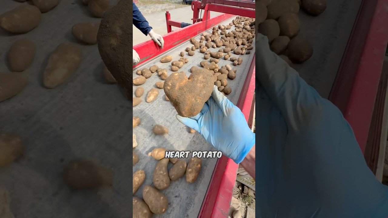 A potato love story that took 1 Million Potatoes (emotional)
