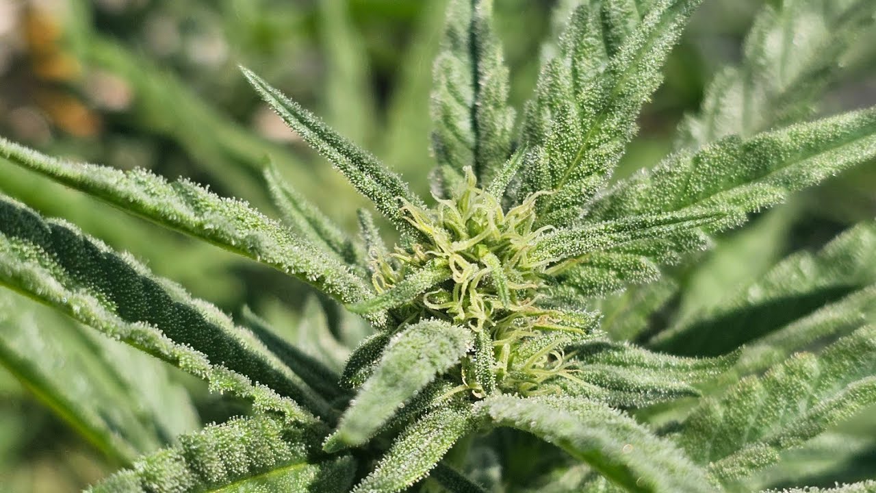 Flowering Has Officially Started - Garden Starting to Show Off!  #PredatorMites#HumboldtSeedCompany
