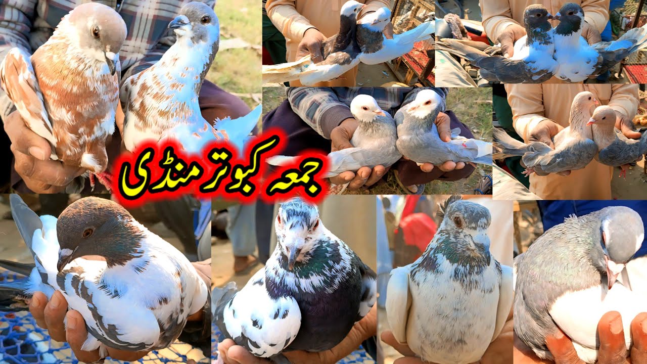 Friday Pigeons Market Layyah Rates Updates | Kabootar Mandi |  Rangen Kabootar | Pigeon| Qasham Shah