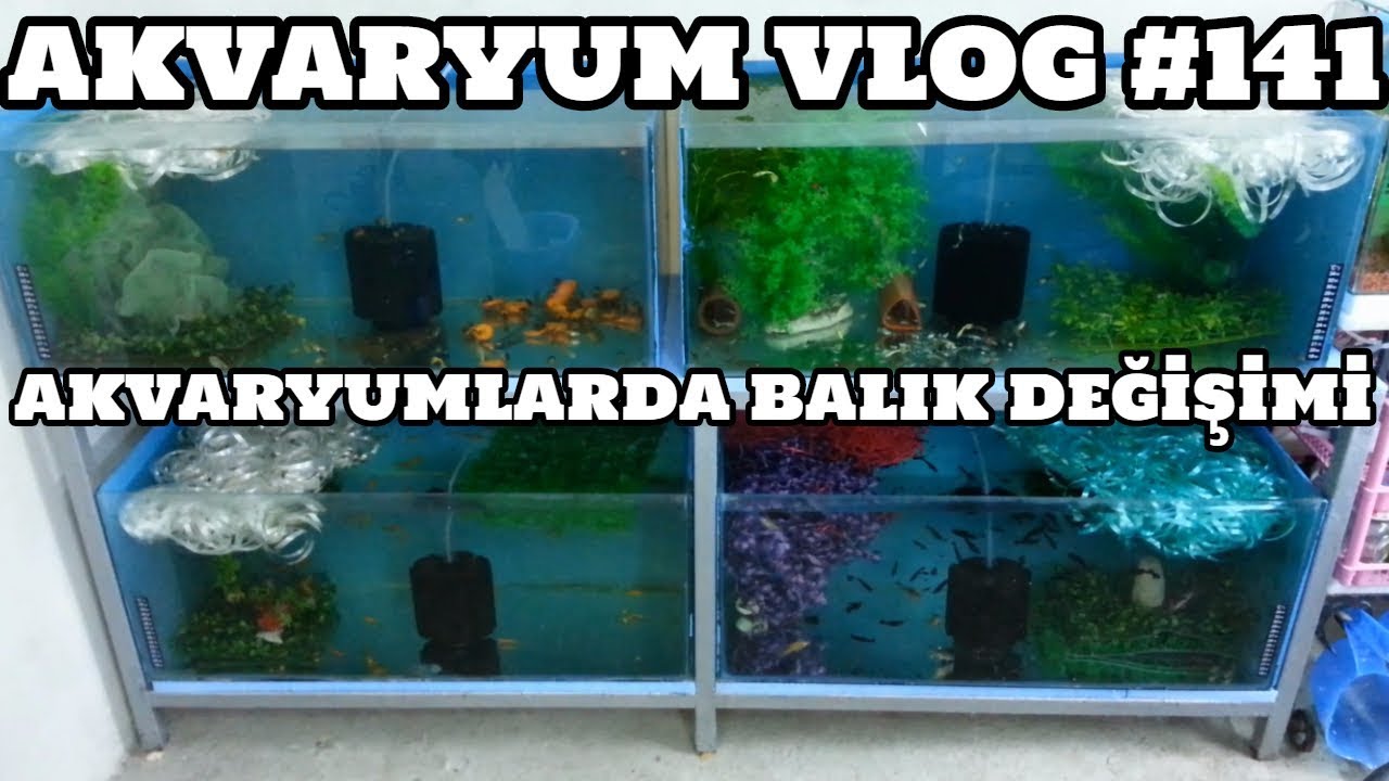 Akvaryum Vlog #141 (Akvaryumlarda Balık Değişimi)