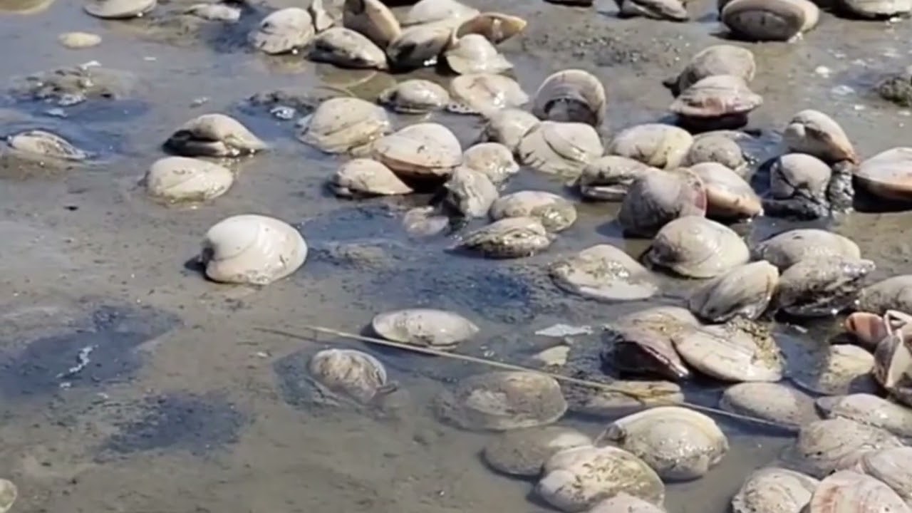 Live Clams