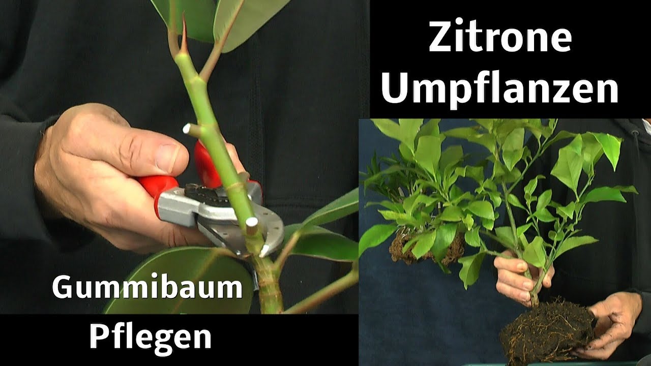 Gummibaum Steckling Pflege und Zitrone umpflanzen