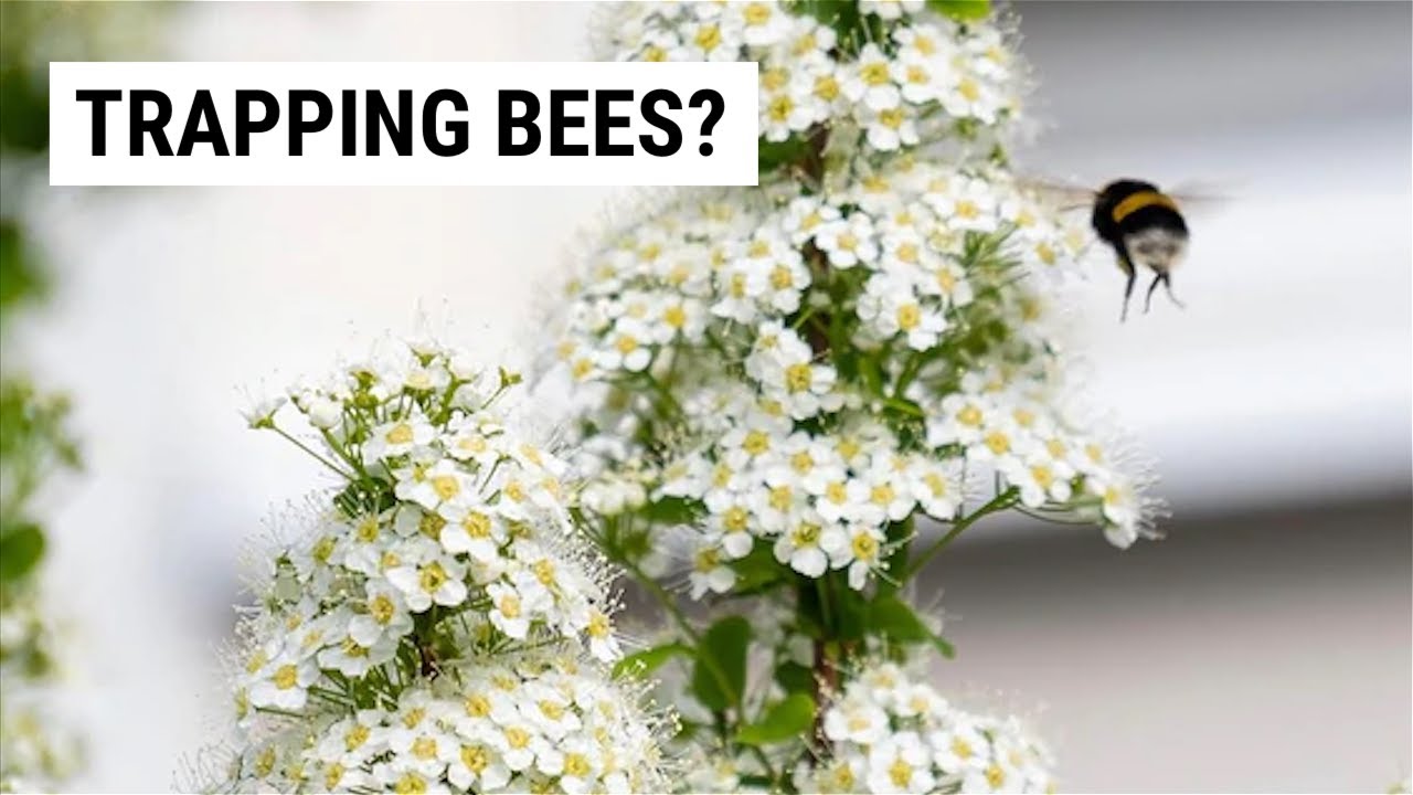 Honey Bee Traps Benefits