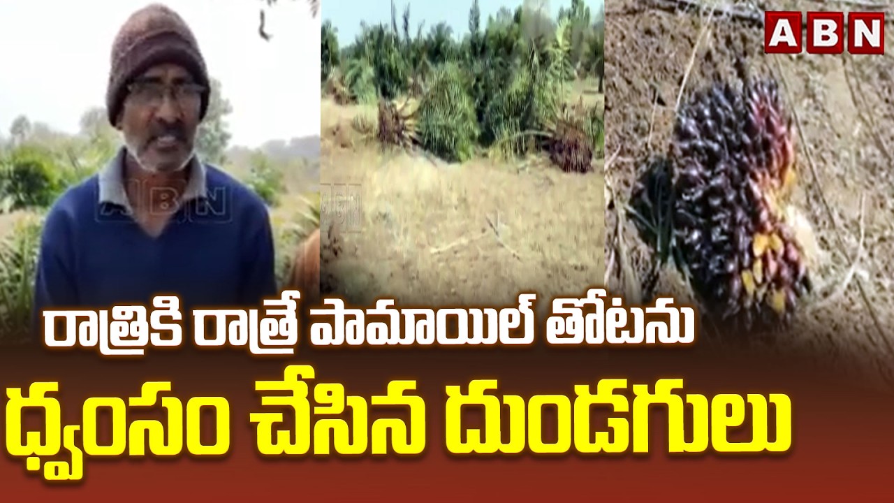రాత్రికి రాత్రే పామాయిల్ తోటను ధ్వంసం చేసిన దుండగులు | Palm Oil Plantation in Mahabubabad dist |ABN