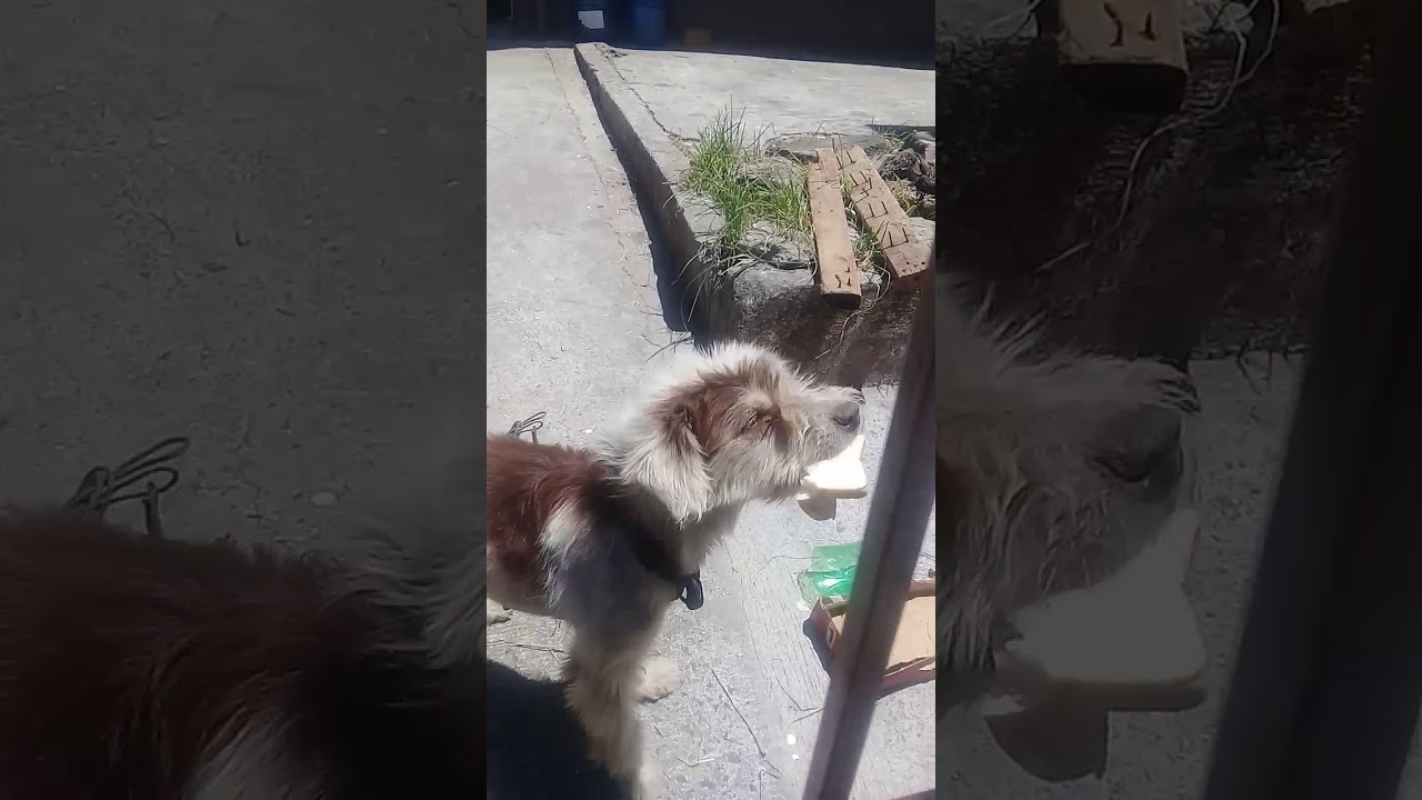 Kawawa Dog
