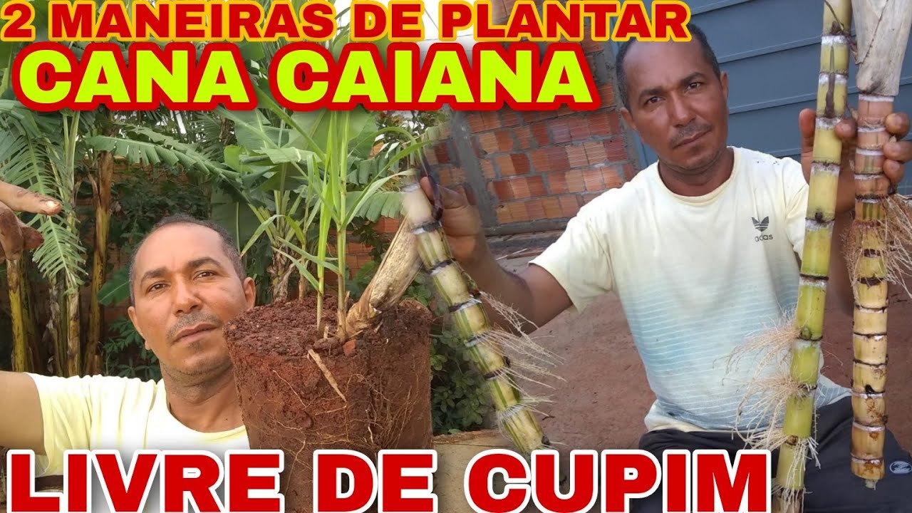 2 MANEIRAS de PLANTAR CANA CAIANA/ como acabar com os CUPINS no PÉ DE CANA, Como plantar cana caiana