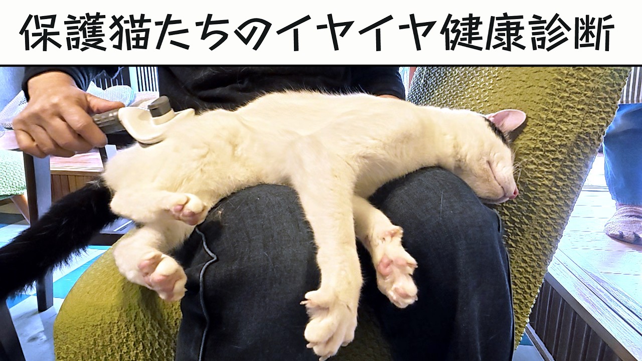 保護猫たちのイヤイヤ健康診断・３月号