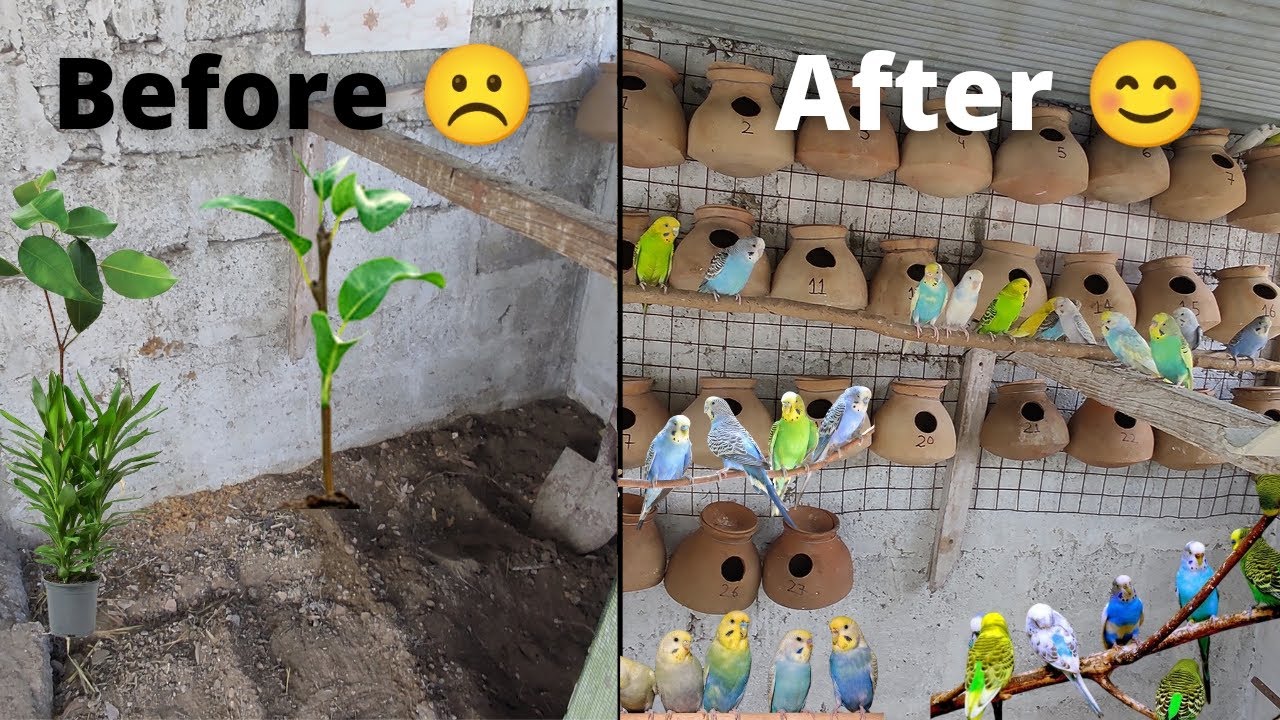How To Make Budgies Colony || بجری طوطوکی نٸ کالونی بناٸ