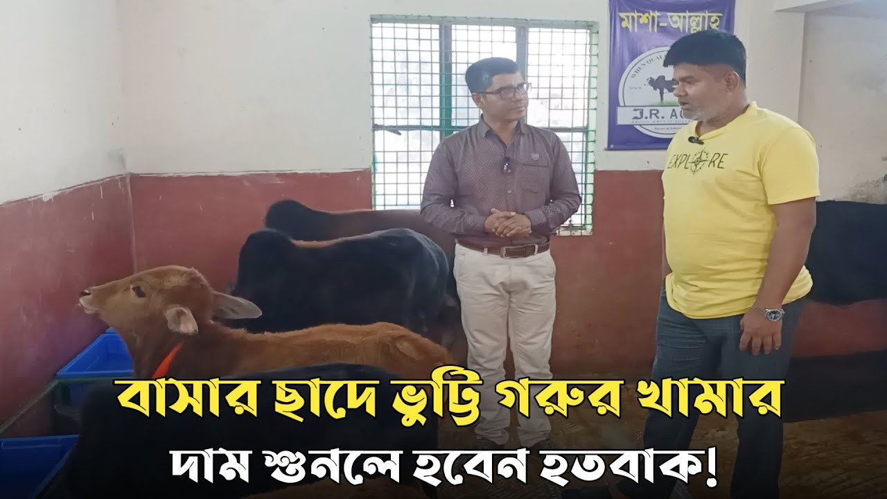 বাসার ছাদে ভু্ট্টি গরু পালন | জে আর এগ্রো । গাবতলী ,মিরপুর, ঢাকা |