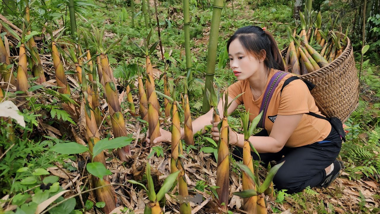 Sai went alone into the forest to pick bamboo shoots to sell at the market l Lý Thị Sai