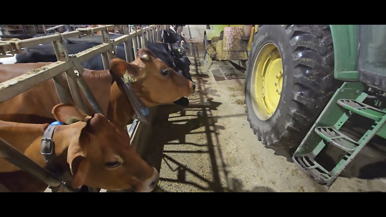 All in a dairy ration using Loewen 702 vertical mixer wagon.
