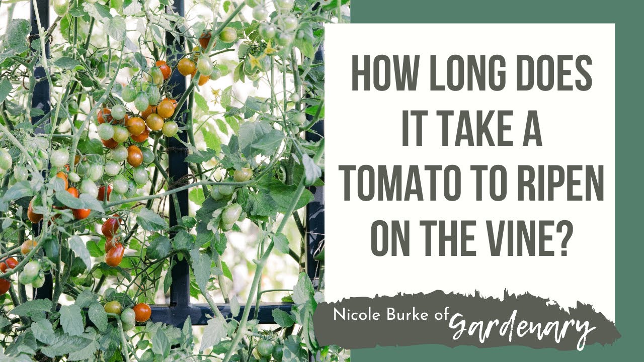How Long Does It Take a Tomato to Ripen on the Vine?