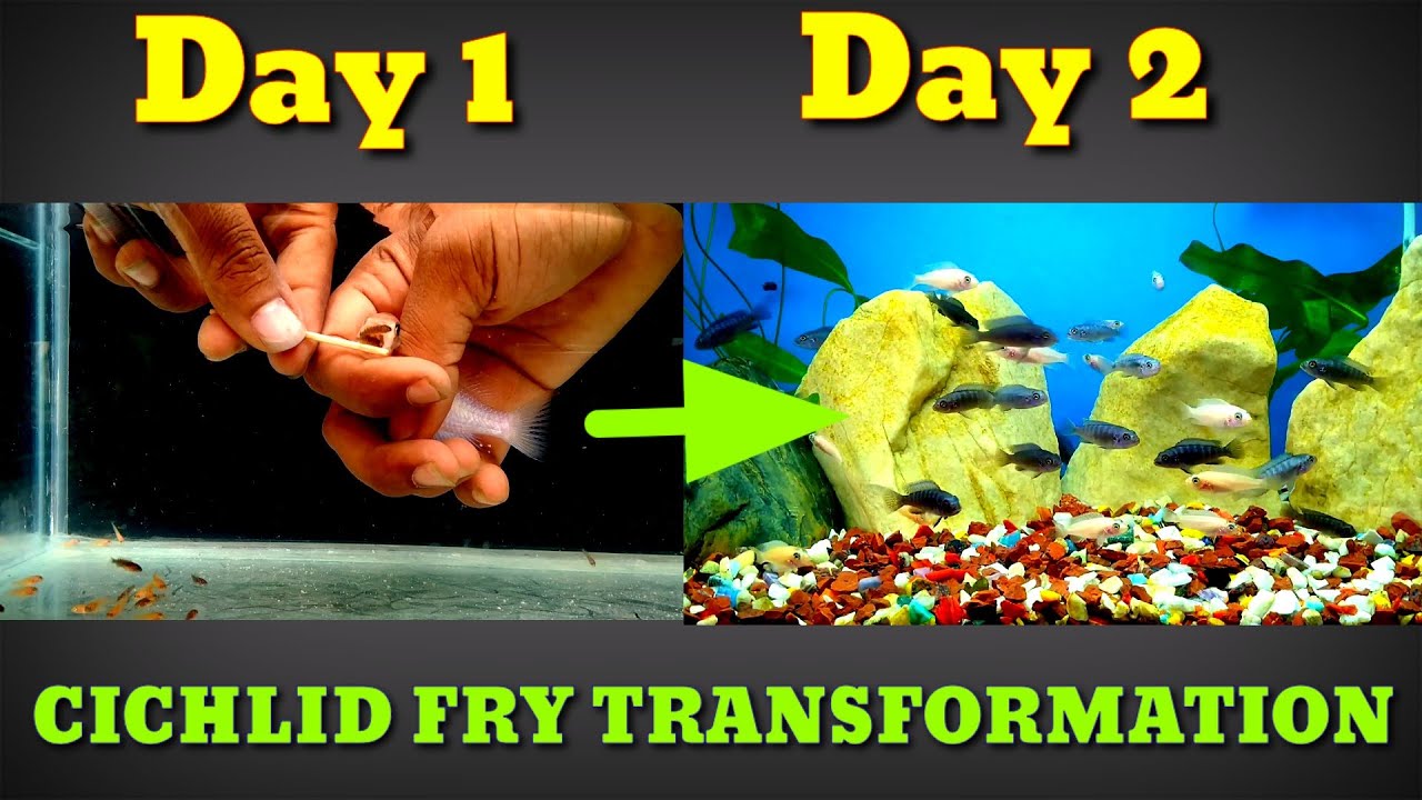 Cichlid  Fish Transformation | Cichlid Fry Growing Up