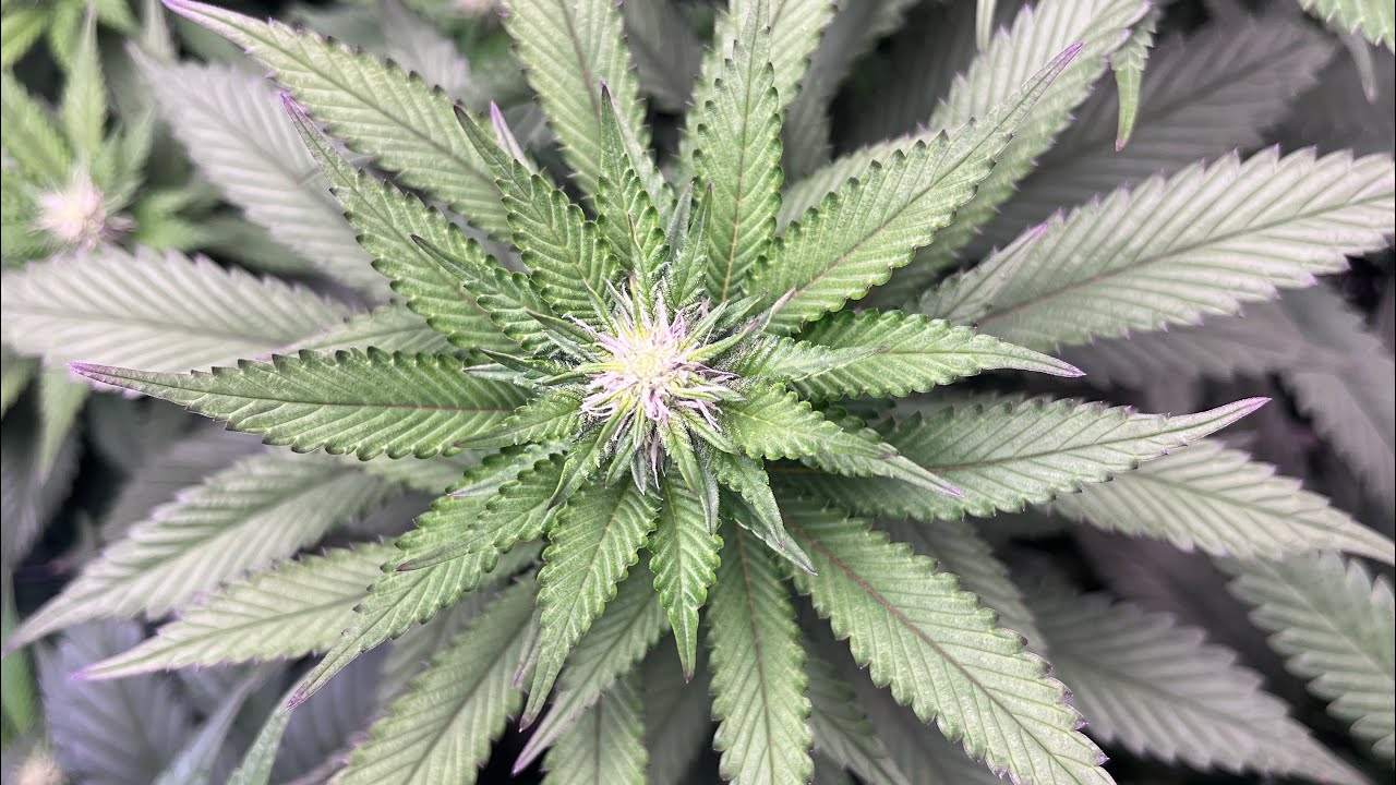 How to grow weed organically with Gaia green Hp promix and worm castings Top dress Reverse Genetics