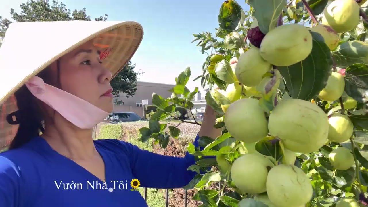 ✅ Thu Hoạch Táo Tàu, Rau Muống, Cà Tím Trồng Tại Sân Nhà