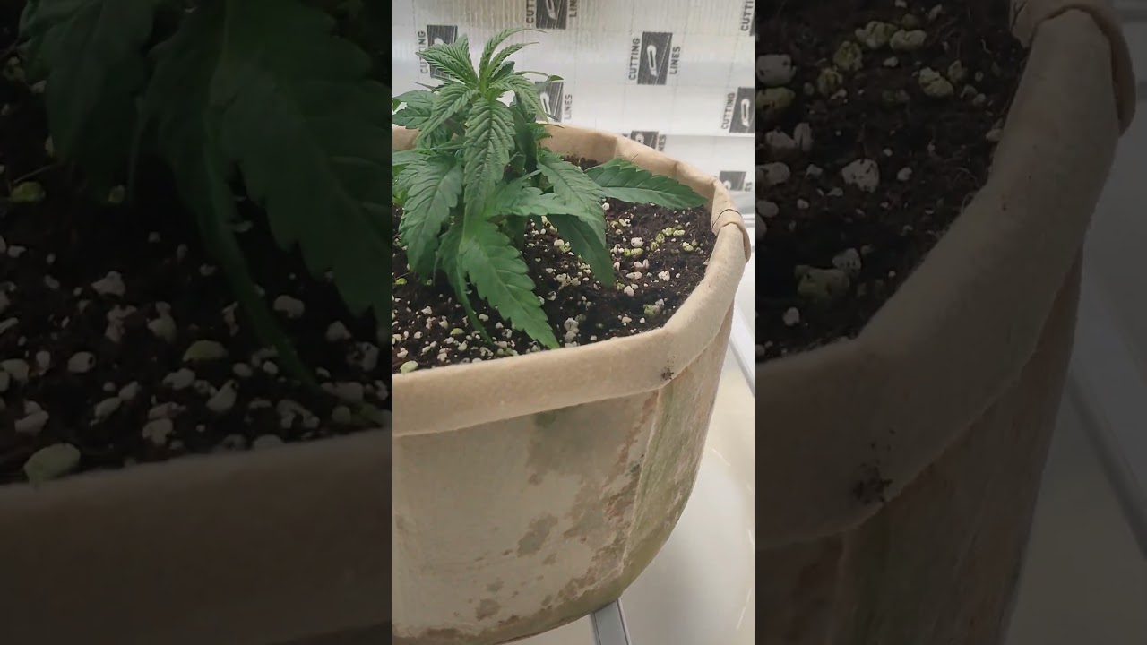 Grow barato jealousy 🌿