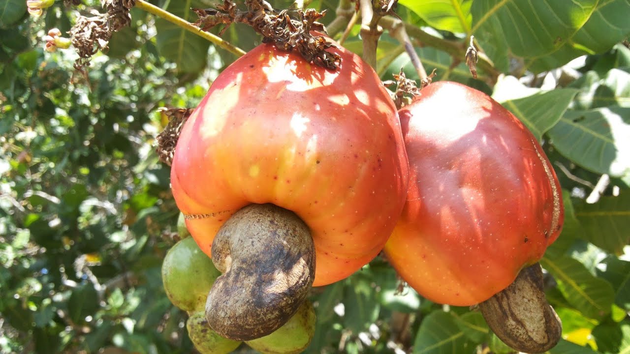 Frutos da terra /autor:Gen&eacute;sio Tocantins/H.Carneiro