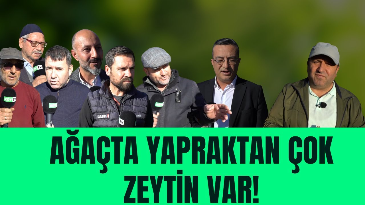 AĞAÇTA YAPRAKTAN ÇOK ZEYTİN VAR! I TARIM VİTRİNİ