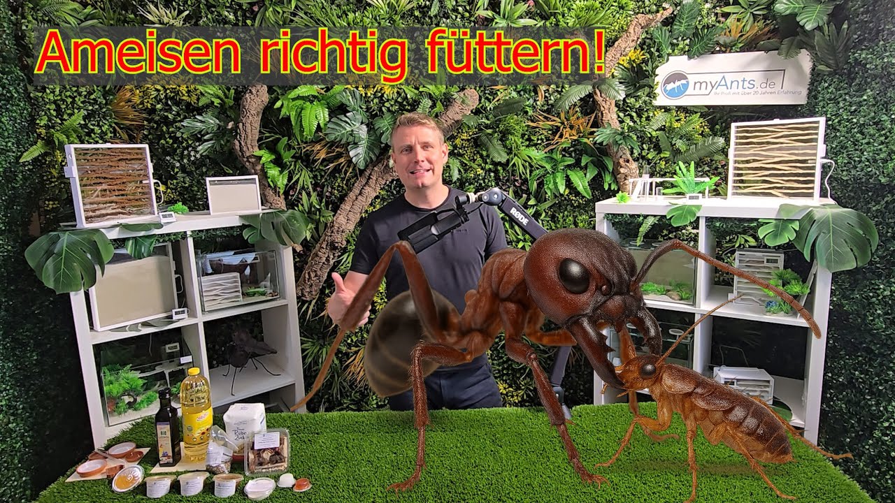 Ameisen richtig füttern – So bleiben sie gesund und aktiv! 🐜🍯