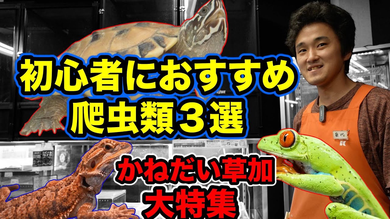 かねだい爬虫類特集『初心者おすすめ飼育しやすい爬虫類３選』大人気カメの話　アカメアマガエル　アルビノカエル　など　かねだい草加爬虫類