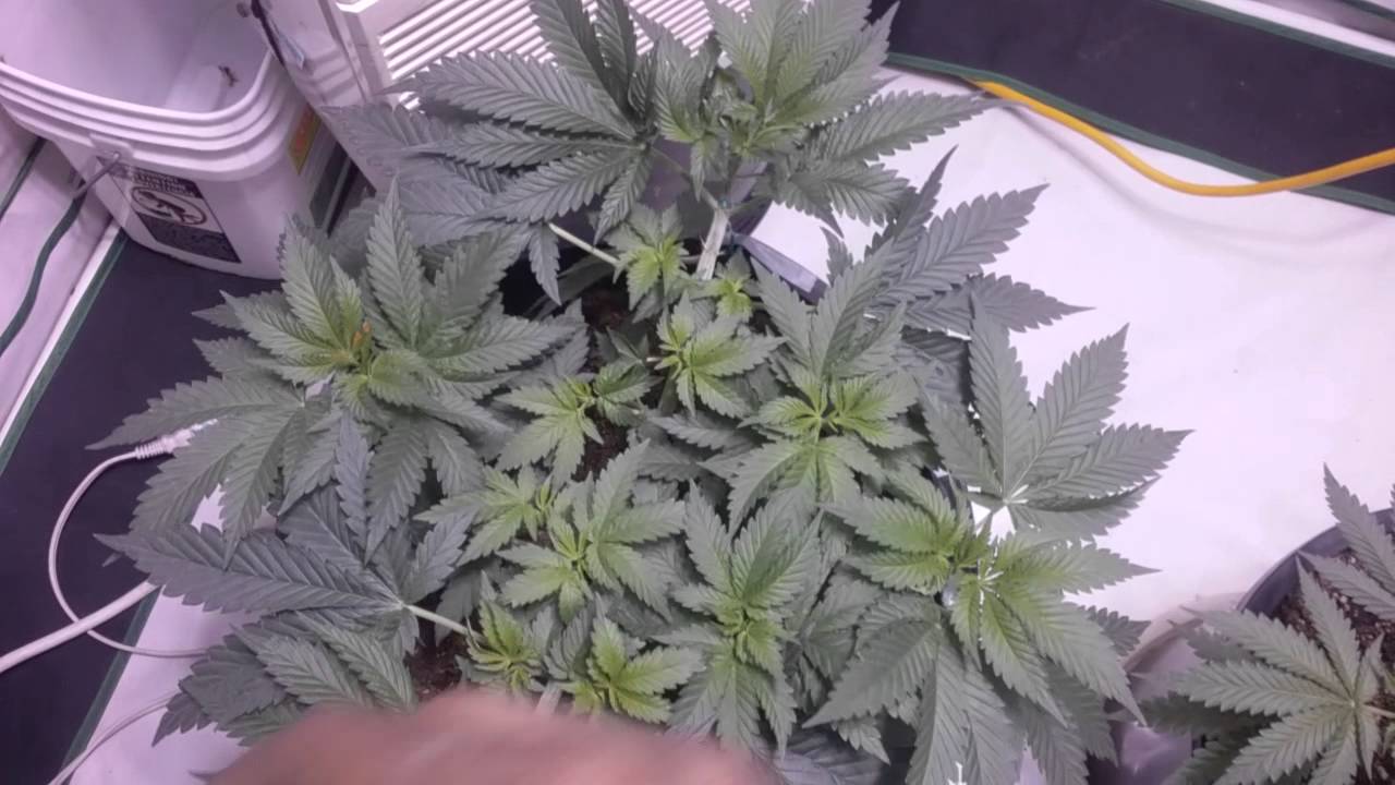 Face Off Og and Mystery Og Update