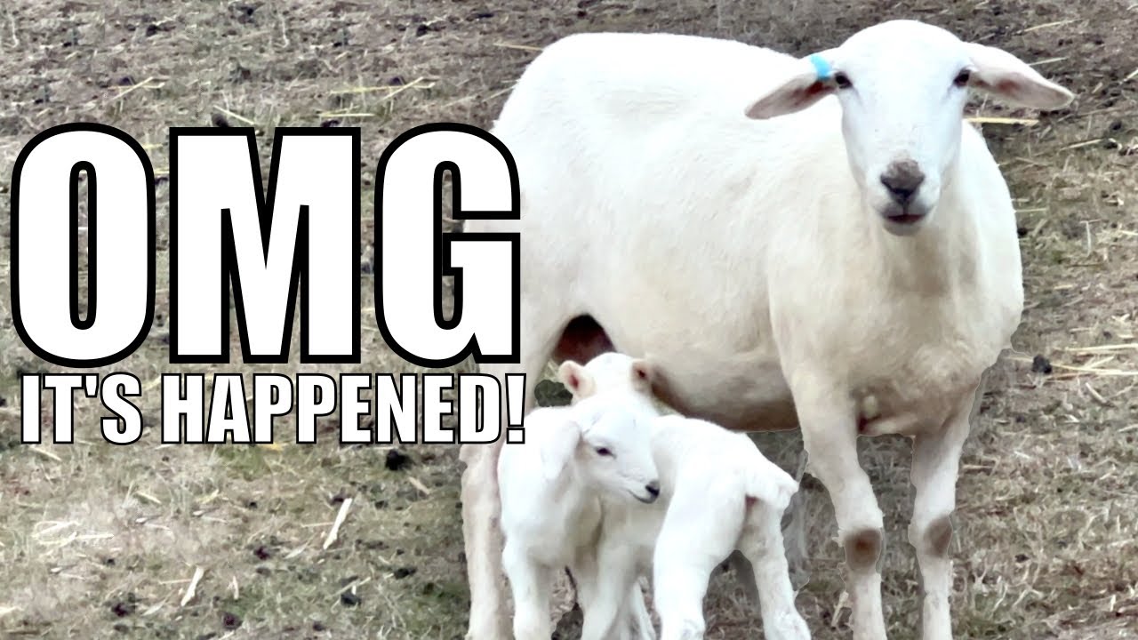 Ewe Plan, Nature Laughs.